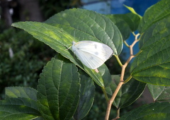 b0192588_930129.jpg