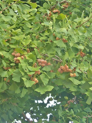 菊祭りの準備が始まりました_c0336902_18143889.jpg