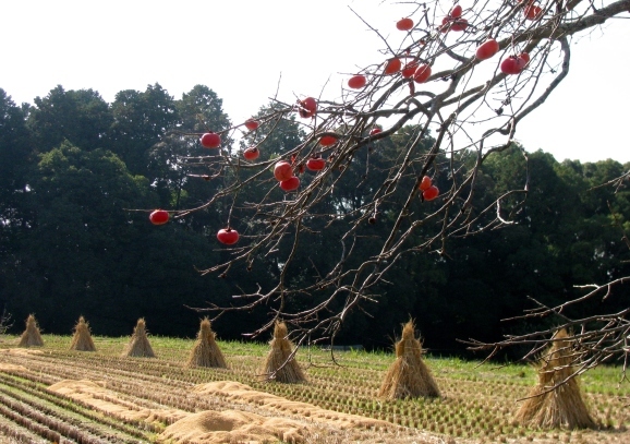稲ボッチから落穂ひろいへ * from sheaves to gleaning_c0345705_10594693.jpg