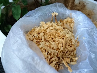 趣味の園芸、グリーンに囲まれるフロアー!_d0091909_14375619.jpg