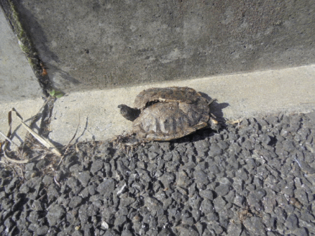 b0017215_1830861.gif