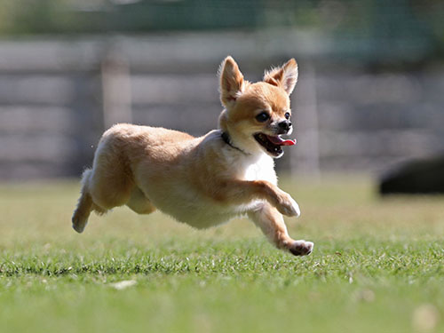 ホリデーアフタヌーンさんで秋の飛行犬撮影会2016_e0196319_2229319.jpg