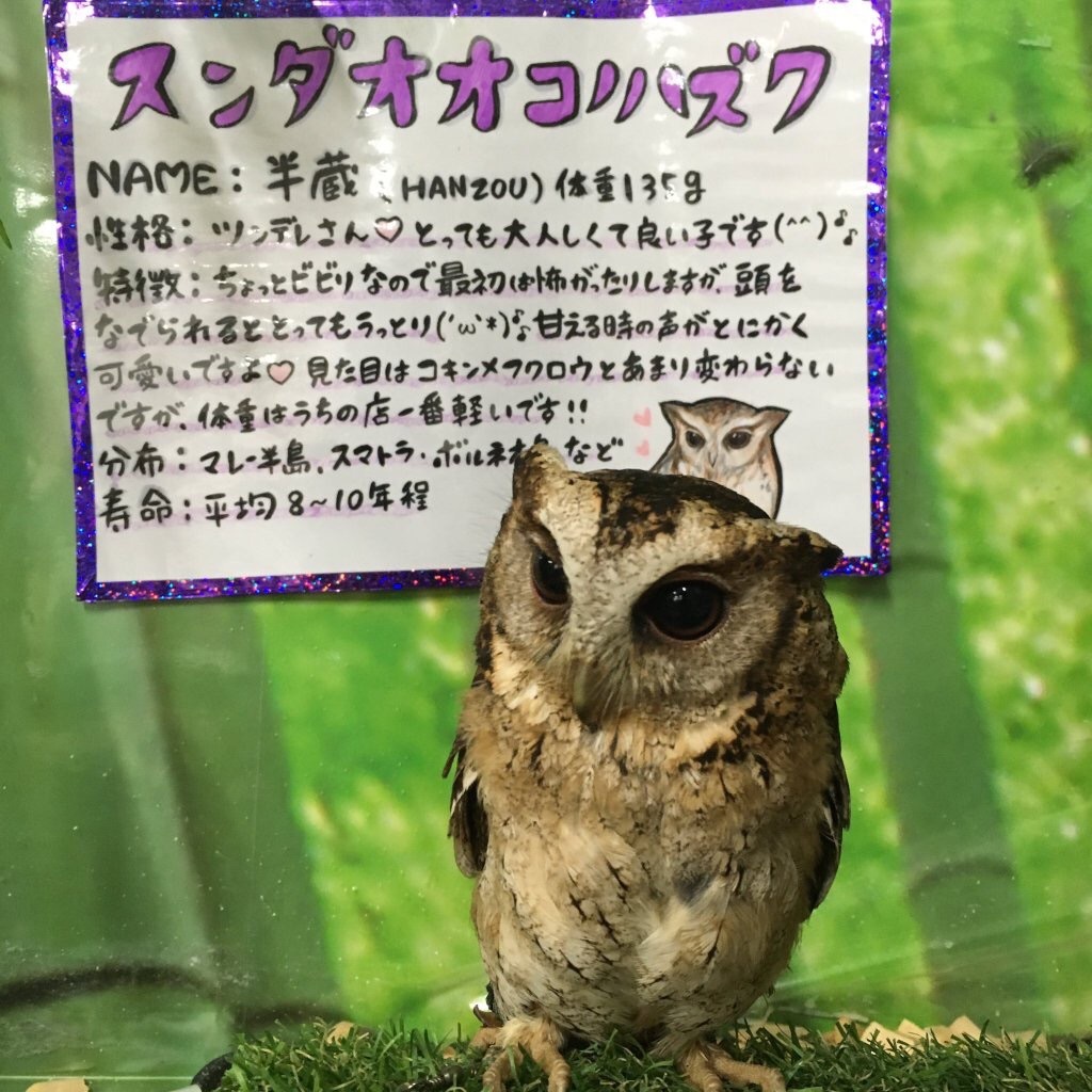 てすと 銀蔵さんスンダオオコノハズクの飼育記録