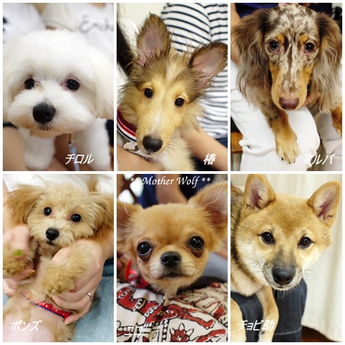 パピーパーティーです♪ (9月&10月)_e0191026_18531842.jpg