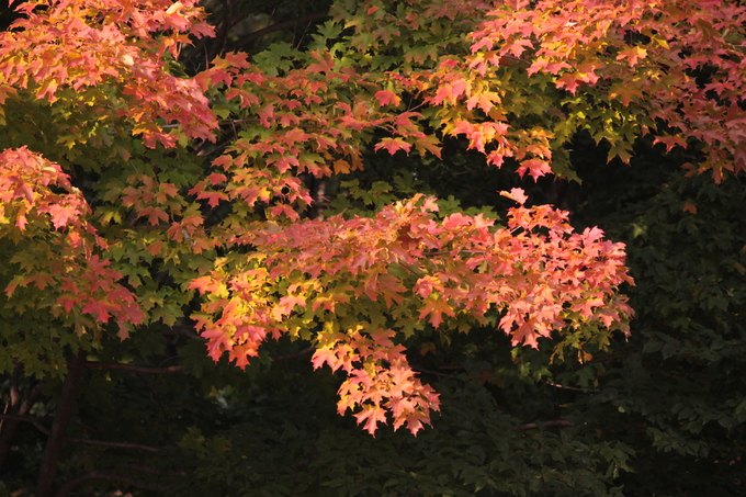 北大植物園の秋_e0005428_11331257.jpg