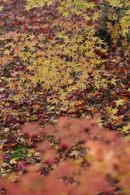 紅葉の東福寺 －龍吟庵－_b0169330_22355831.jpg