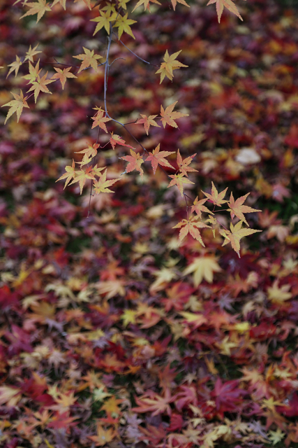 紅葉の東福寺 －龍吟庵－_b0169330_22361380.jpg