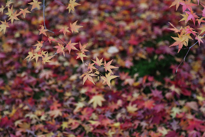 紅葉の東福寺 －龍吟庵－_b0169330_22362289.jpg