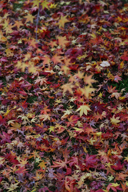 紅葉の東福寺 －龍吟庵－_b0169330_22362960.jpg