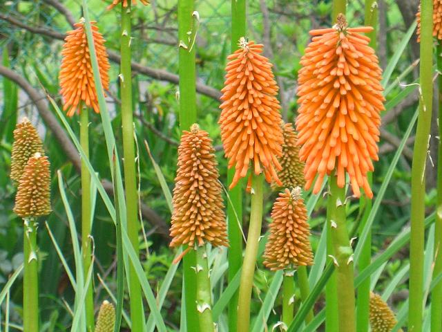 カンナ ベンガルタイガー -球根植物