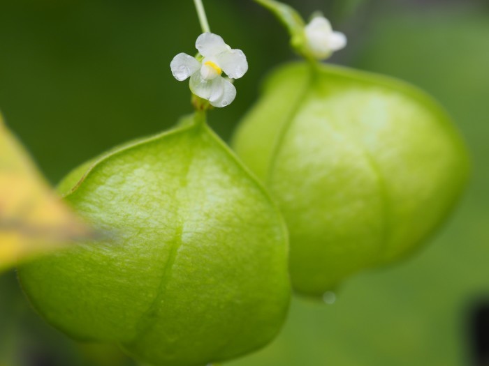 風船葛 花と実と雫と 鹿深の森