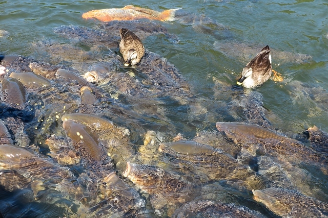 １０月連休群馬の秋２（チャツボミゴケ公園）_b0144049_17160066.jpg