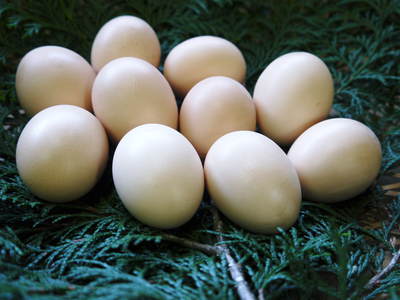大人気!『烏骨鶏の新鮮タマゴ』 熊本県菊池水源で育った烏骨鶏のタマゴ!数量限定で販売中!! _a0254656_2003285.jpg