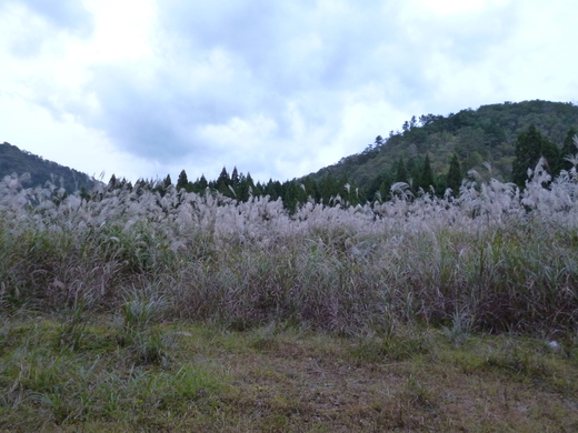 高島トレイル　百里ヶ岳_d0231858_15515035.jpg