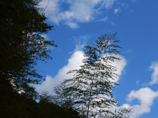 ’16,10,17(月)雨なので散歩は中止ですか?_f0060461_1044837.jpg