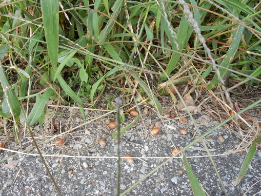 ’16,10,17(月)雨なので散歩は中止ですか?_f0060461_1062794.jpg