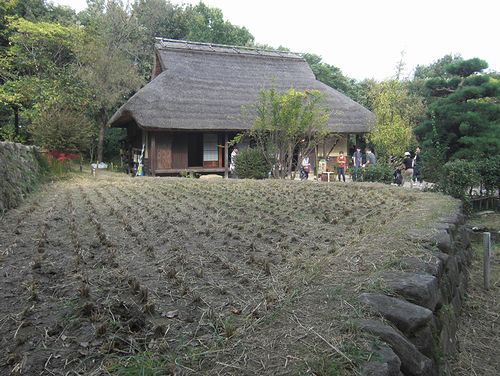 水辺の秋桜と藤袴_b0194979_22182078.jpg