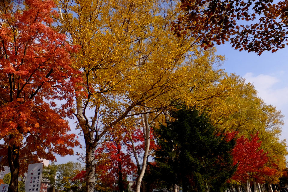 札幌の紅葉　～平岸霊園_f0182885_08483075.jpg