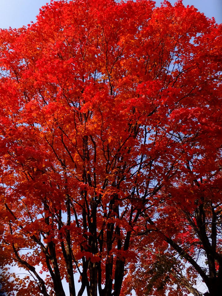 札幌の紅葉　～平岸霊園_f0182885_08483170.jpg