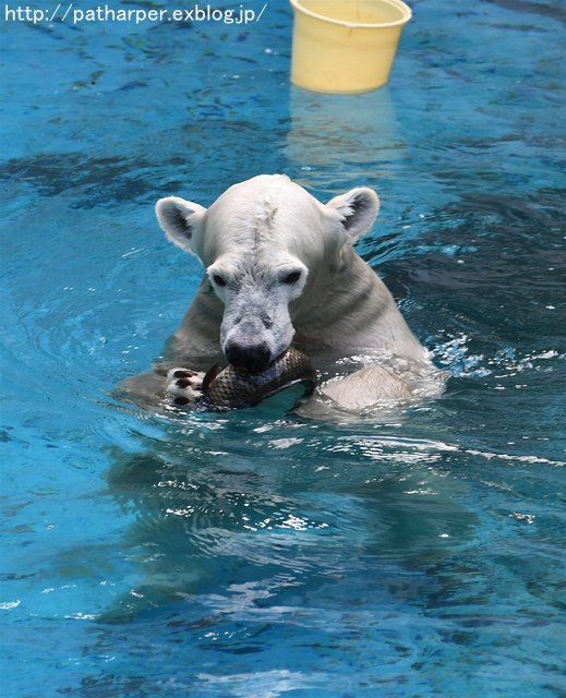 ２０１６年１０月　天王寺動物園　その４　Shikaもいちど活魚_a0052986_7164474.jpg