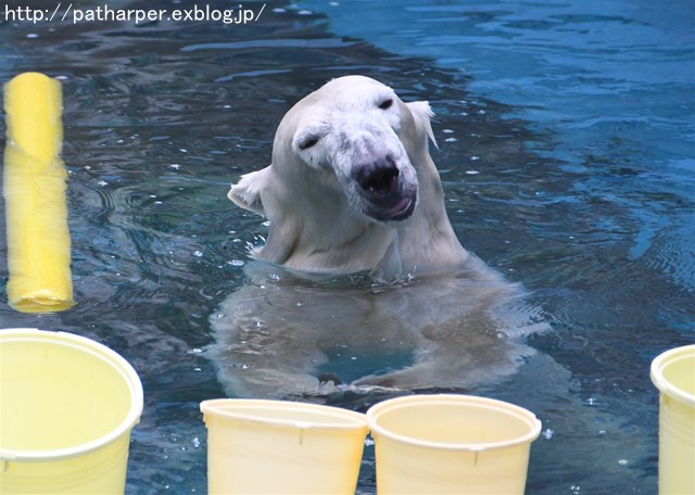 ２０１６年１０月　天王寺動物園　その４　Shikaもいちど活魚_a0052986_7205769.jpg