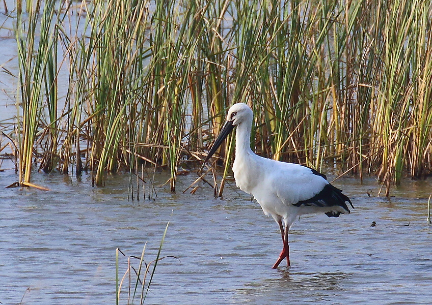 初見初撮り・・コウノトリ_c0113597_13424832.jpg