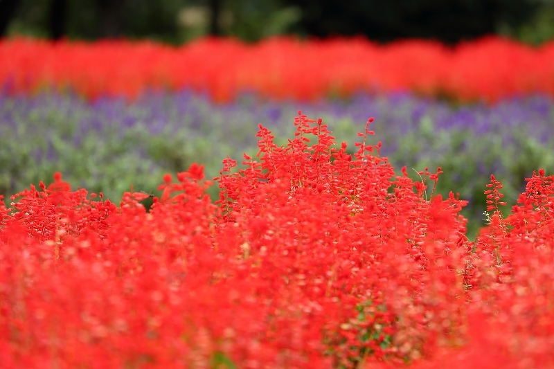 サルビアが咲き乱れ コキアが色づく埼玉県の公園 大宮花の丘農林公苑 旅プラスの日記