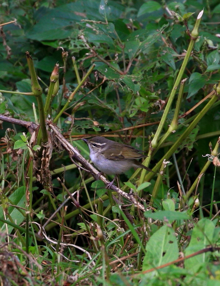 舳倉島２０１６：秋探鳥散策（キマユムシクイ）_c0319902_08533501.jpg