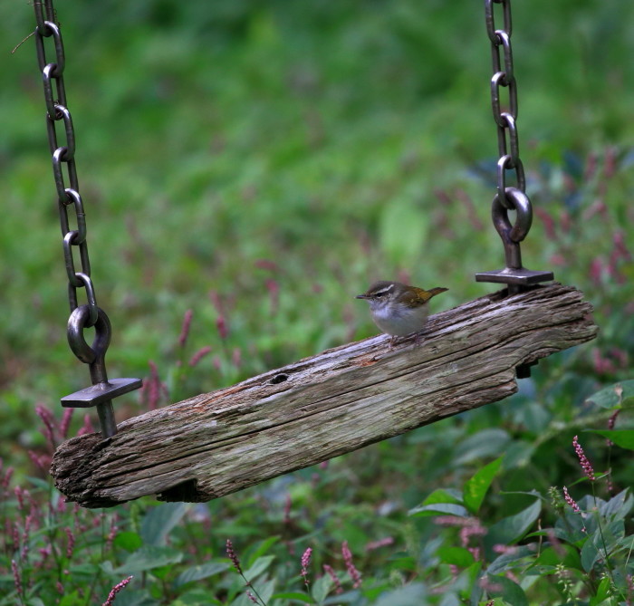 舳倉島２０１６：秋探鳥散策（キマユムシクイ）_c0319902_08550595.jpg