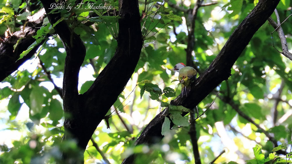 公園の森で野鳥を待つ_d0334006_18322968.jpg