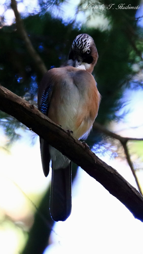 公園の森で野鳥を待つ_d0334006_18374477.jpg