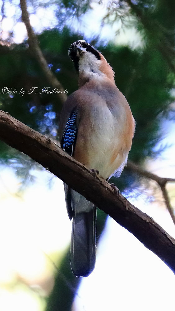 公園の森で野鳥を待つ_d0334006_18380863.jpg