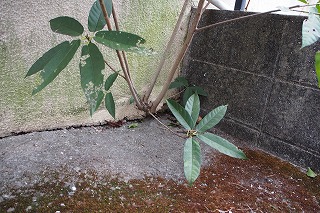 f0190020_8134420.jpg