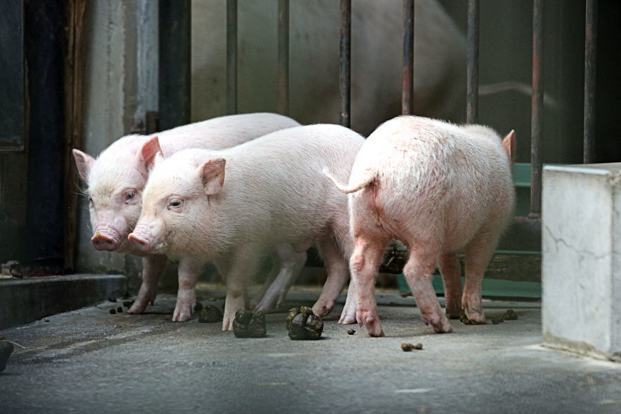 3匹の子豚 動物園放浪記
