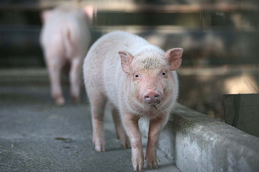 3匹の子豚 動物園放浪記