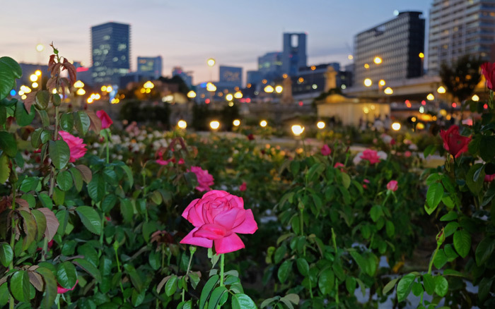 都会の秋と夜景 （梅北＆淀屋橋中の島公園）_a0216227_13265712.jpg