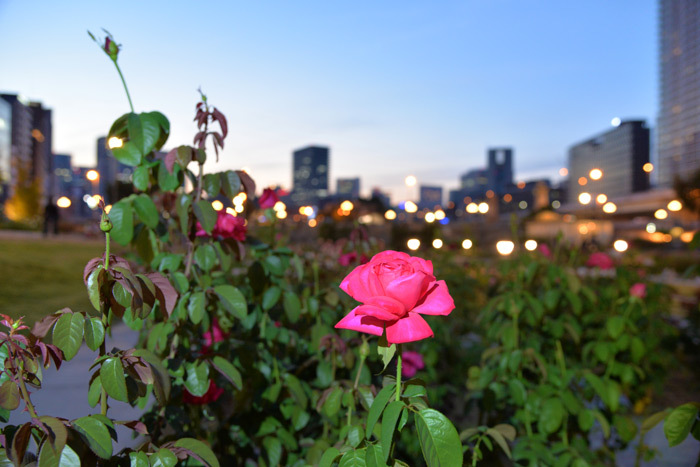 都会の秋と夜景 （梅北＆淀屋橋中の島公園）_a0216227_14051868.jpg