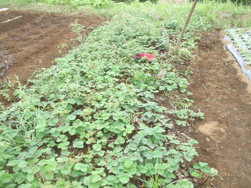 イチゴ苗の定植_b0137932_16193015.jpg