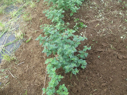 イチゴ苗の定植_b0137932_16233066.jpg