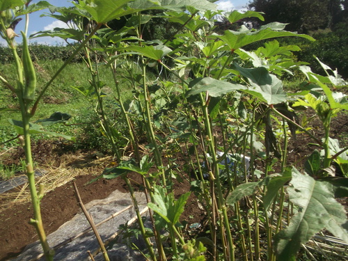 野菜は高騰...さんまは暴落!_b0137932_17112283.jpg