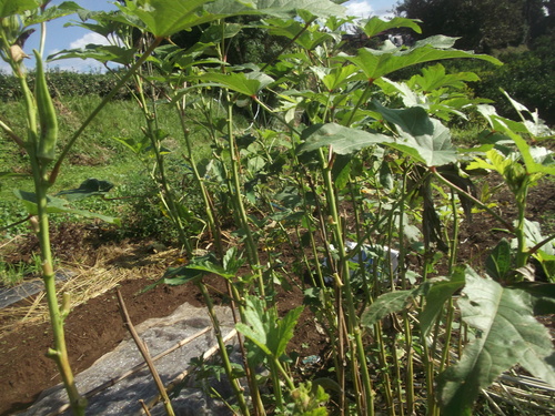 野菜は高騰...さんまは暴落！_b0137932_17112283.jpg