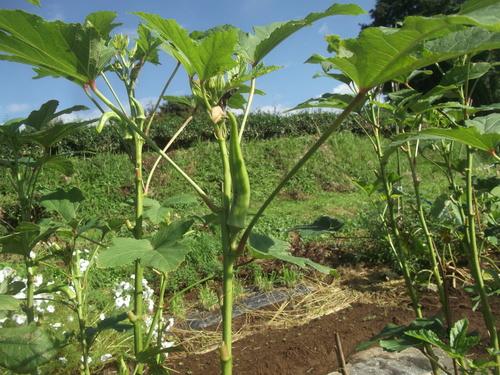 野菜は高騰...さんまは暴落!_b0137932_17115842.jpg