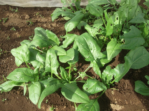 野菜は高騰...さんまは暴落!_b0137932_17133611.jpg