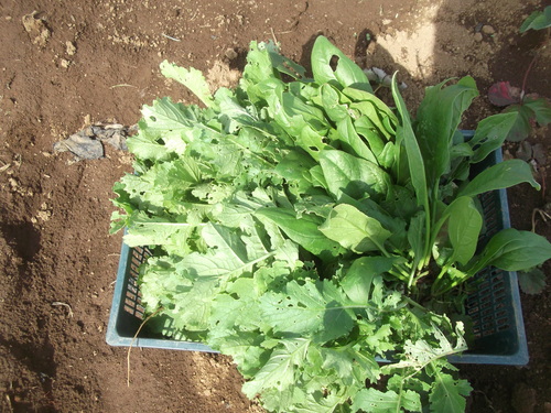 野菜は高騰...さんまは暴落!_b0137932_17151577.jpg