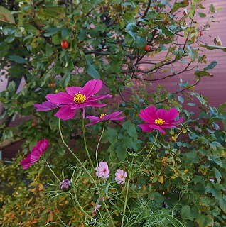 e0004756_201512.jpg