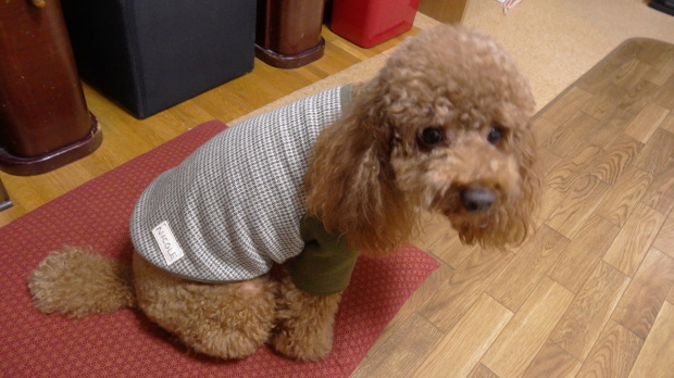 犬服モデル　「ニコル君❤」_d0171959_20423320.jpg