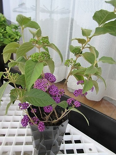 ムラサキシキブ 中吉小吉 なかよしこよし の んびり
