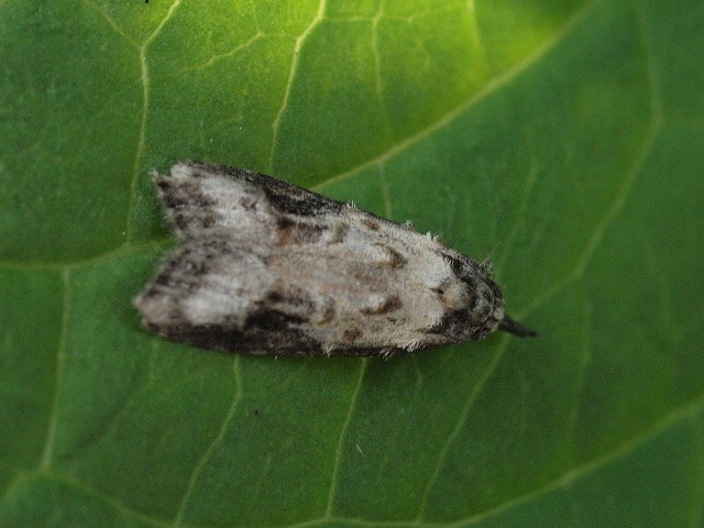 白い花 バコパ 小さい蛾 モモシンクイガ 毛虫 キバラケンモン すべて初見初撮り 花と葉っぱ 白い花 バコパ 小さい蛾 モモシンクイガ 毛虫 キバラケンモン すべて初見初撮り 花と葉っぱ