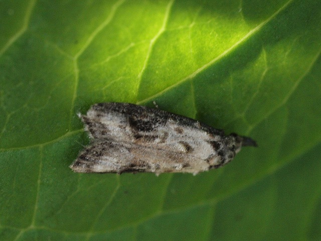 白い花 バコパ 小さい蛾 モモシンクイガ 毛虫 キバラケンモン すべて初見初撮り 花と葉っぱ 白い花 バコパ 小さい蛾 モモシンクイガ 毛虫 キバラケンモン すべて初見初撮り 花と葉っぱ