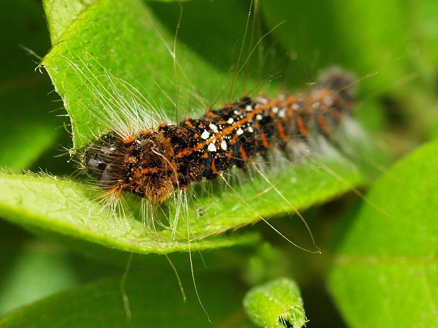 白い花 バコパ 小さい蛾 モモシンクイガ 毛虫 キバラケンモン すべて初見初撮り 花と葉っぱ